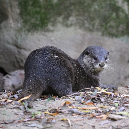 listing-details-carousel